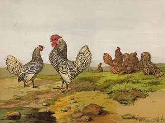 Bantams dorés et argentés