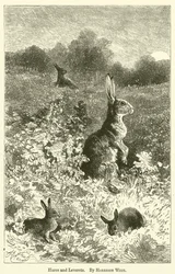 Lièvres et levrauts