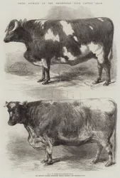 Animaux primés au Smithfield Club Cattle Show
