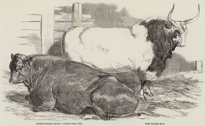 Bétail primé au salon de la Royal Agricultural Society, à Windsor