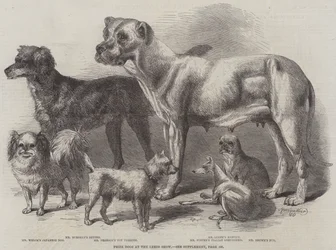 Chiens primés à l