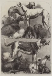 Chiens primés de l