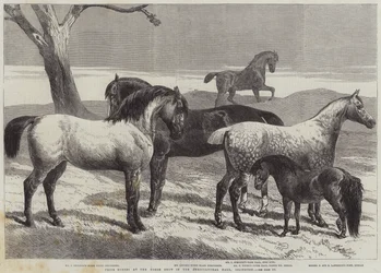 Chevaux primés au salon du cheval dans le hall agricole, Islington