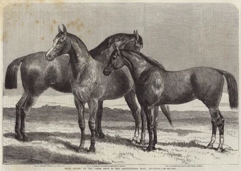 Chevaux primés au salon du cheval à l