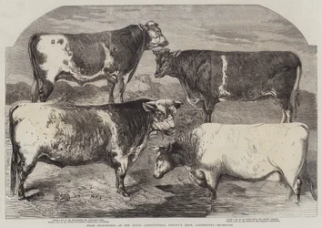 Prix des Shorthorns à l
