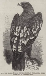 Aigle tacheté (Falco Nevius) abattu à Trebartha Hall, Cornouailles, en décembre dernier