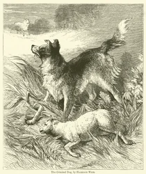 Le chien criminel