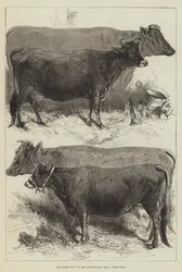 Le salon de la laiterie au Agricultural Hall, vaches primées