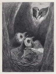 Le Nid de Jeunes Hiboux (gravure)