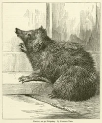 Timothy, notre hérisson de compagnie