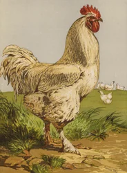 Coq Cochin blanc (chromolithographie)