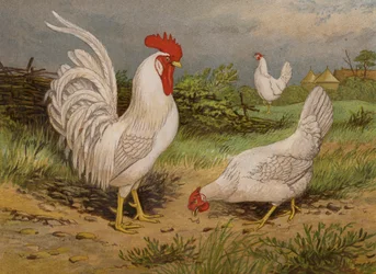 Leghorns blancs (chromolithographie)