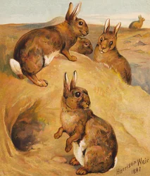 Lapins sauvages (litho en couleur)