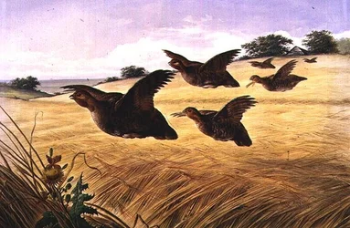 Une belle compagnie de perdrix