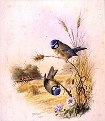 Mésanges bleues sur un épi de maïs