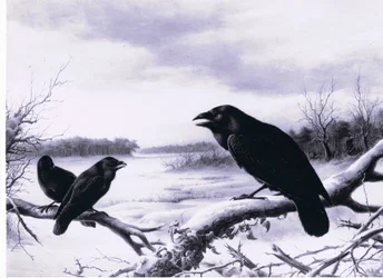 Corbeaux en hiver