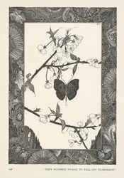 Le Papillon. Ils ont fleuri aujourd