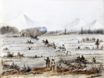 Chasse au renard, détroit de Magellan (Chili)