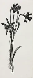 Jonquilles
