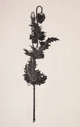 Étude de fleurs