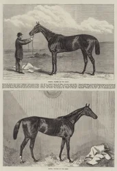 Cheval de course