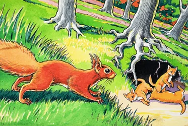 Petit écureuil rouge