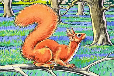 Petit écureuil rouge