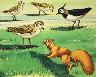 Petit écureuil rouge