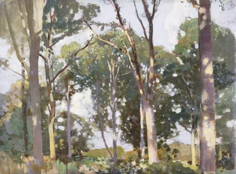 Arbres au soleil