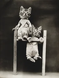 Série des chatons : Excercising, c.1914 (épreuve argentique)