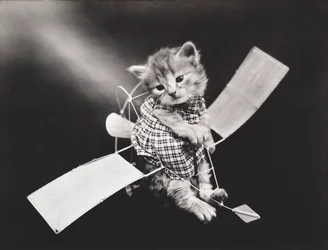 Série des chatons : Pilote en avion, c.1914 (tirage argentique)