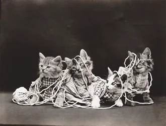 Série des chatons : Tangled in Yarn, c.1914 (tirage argentique)