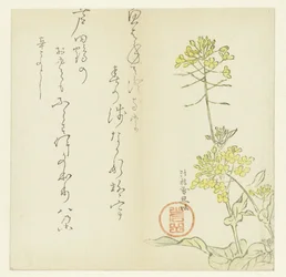 Fleurs