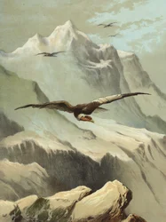 Condor