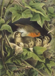 Rouge-gorge, nourrissant les petits