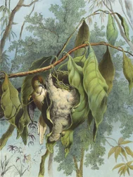 Oiseau Tailleur