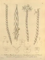 Lockhartia - Xenia vol 1 (1858) fig 40