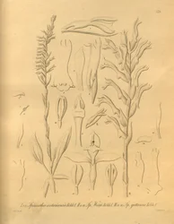 Ce fichier provient de la Bibliothèque du patrimoine de la biodiversité, et est disponible en ligne sur biodiversitylibrary.org/page/698375