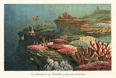 Récifs coralliens anciens au fond de l