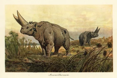 Arsinotherium, genre éteint de mammifères paenungulés (impression)