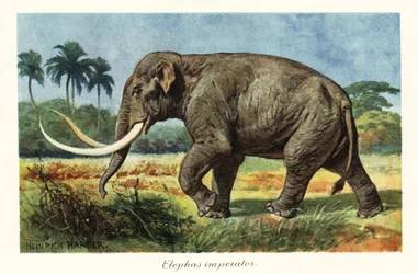 Mammouth colombien, espèce éteinte de mammouth, Pléistocène, 1908