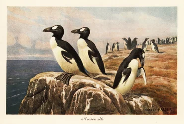 Grands pingouins éteints sur le bord d