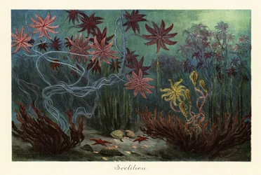 Lys de mer ou crinoïdes éteints, Crinoidea, sur le fond marin, 1908