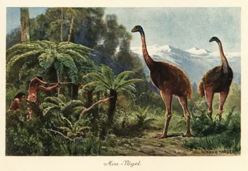 Oiseaux moa chassés par des hommes avec des arcs et des flèches