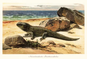 Tuatara vulnérable, Sphenodon punctatus, sur le rivage