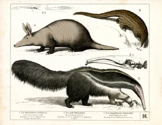 Oryctérope, fourmilier et pangolin