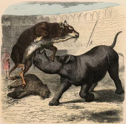 Rome antique : Animaux combattant dans l