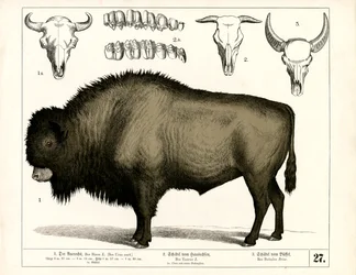 Aurochs et crânes de bovins et de buffles domestiques