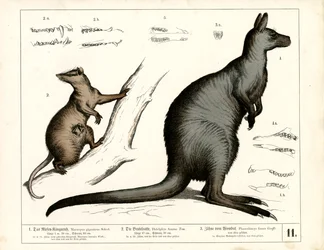 Marsupiaux australiens et américains