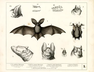 Espèces de chauves-souris avec détails anatomiques